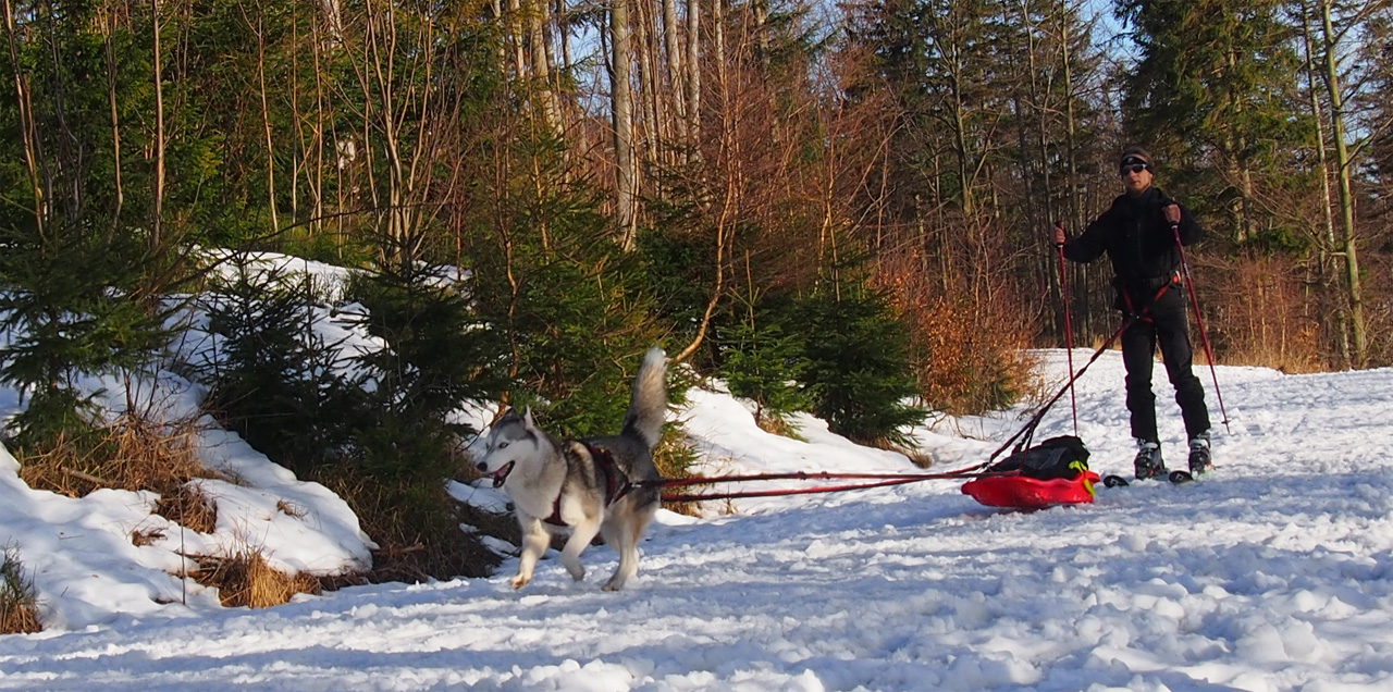 Uprząż dla psa - na wymiar, indywidualnie, szyjemy na wymiar
