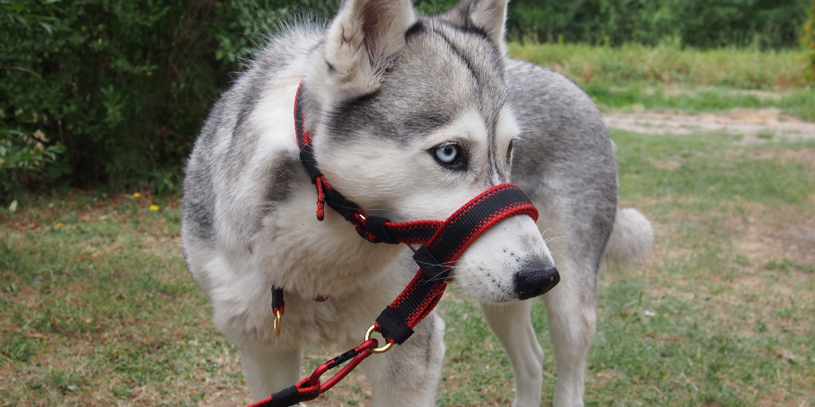 Kategoria Produktów Kantar Halter