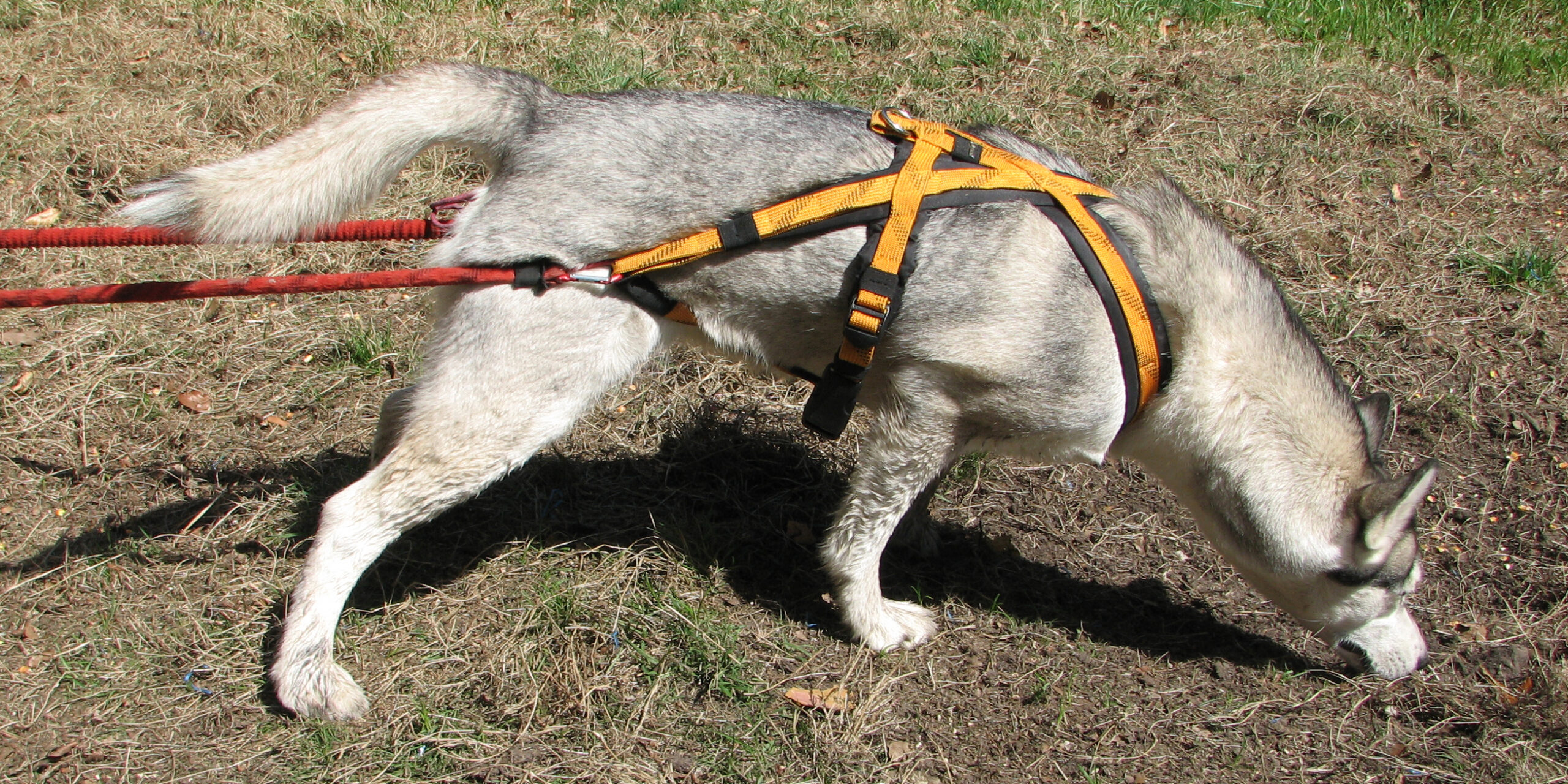 Kategoria Produktów Uprząż TOW