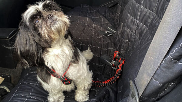 Smycz do Samochodu dla Psa