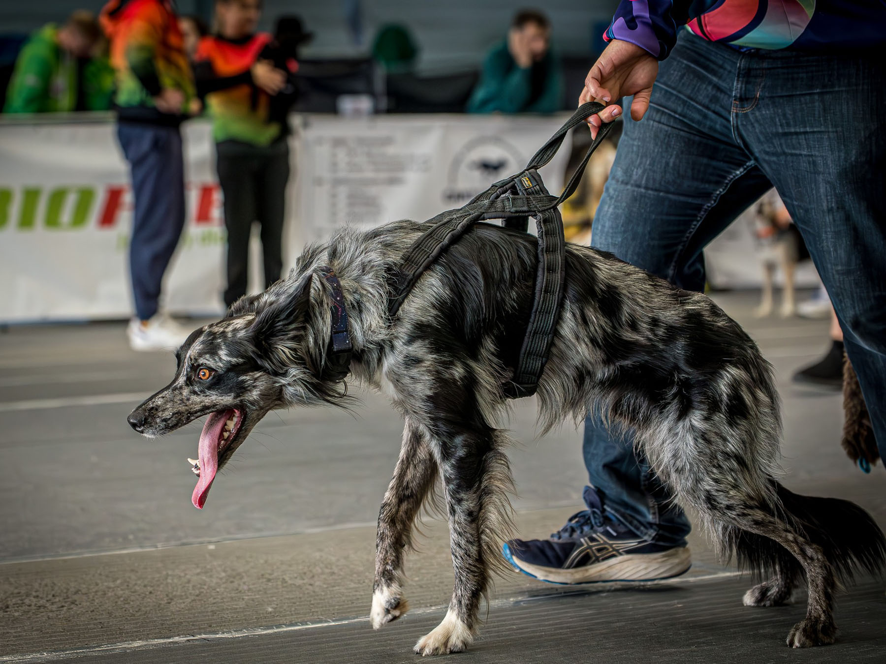 Szelki flyball pp 1