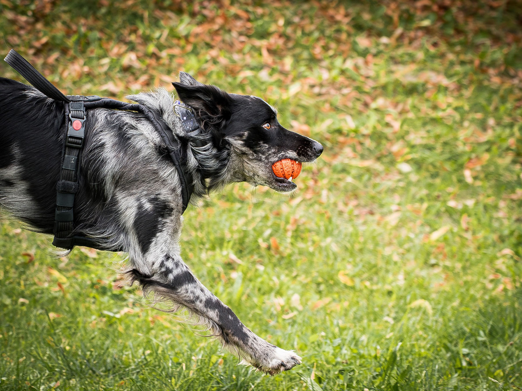 Szelki flyball pp 2