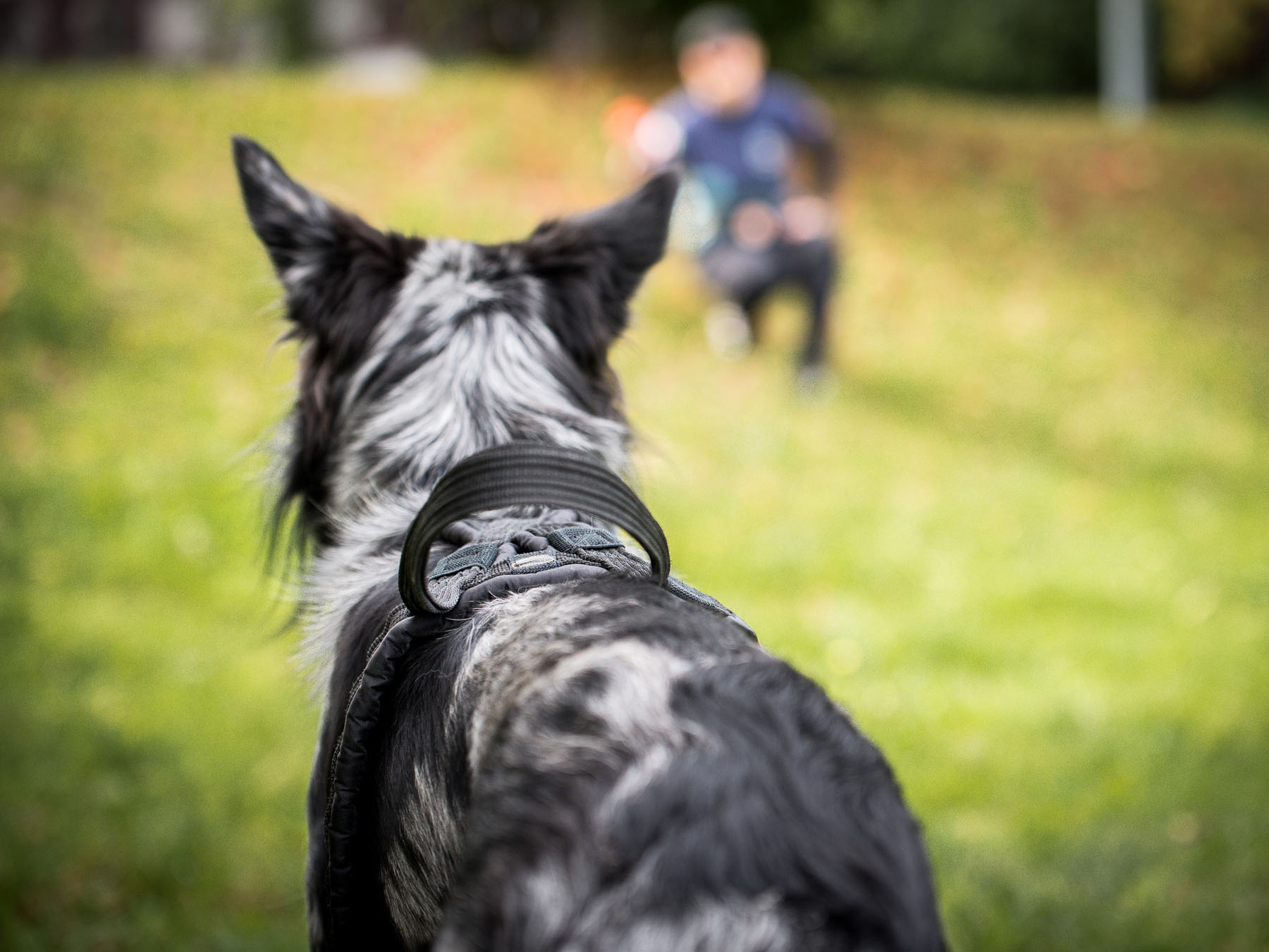 Szelki flyball pp 3